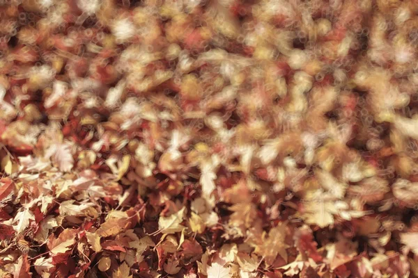 Onscherpe achtergrond Herfstbladeren — Stockfoto