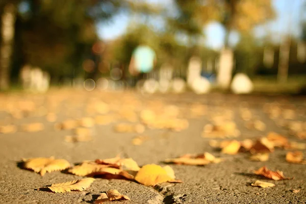 Sunny autumn park — Stock Photo, Image