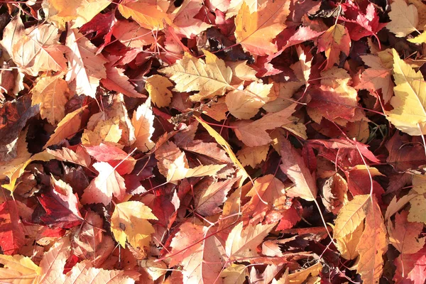 Bakgrundsstruktur av gula blad — Stockfoto