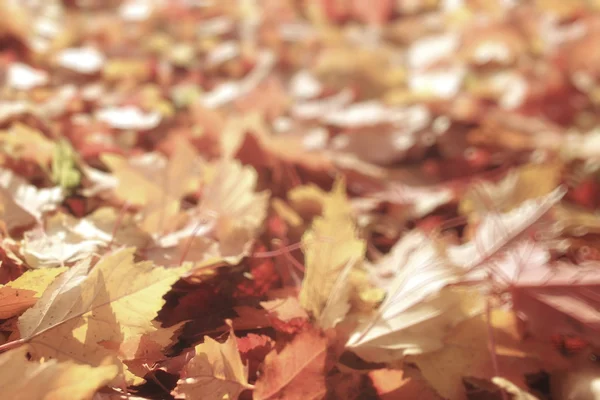 Fond flou feuilles d'automne — Photo