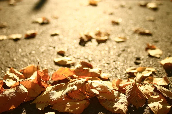 Concetto autunno in città — Foto Stock