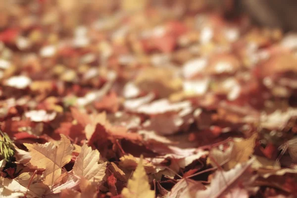 Fondo borroso hojas de otoño —  Fotos de Stock