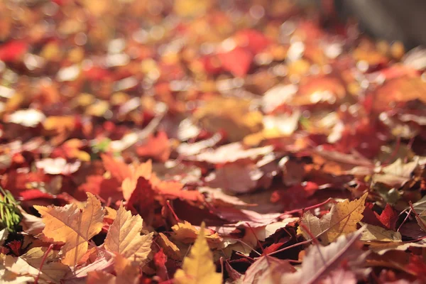 Background texture of yellow leaves — Stock Photo, Image