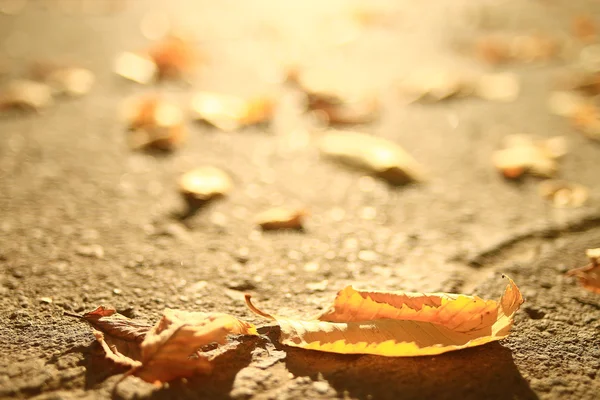 Spadł żółty autumn odchodzi — Zdjęcie stockowe