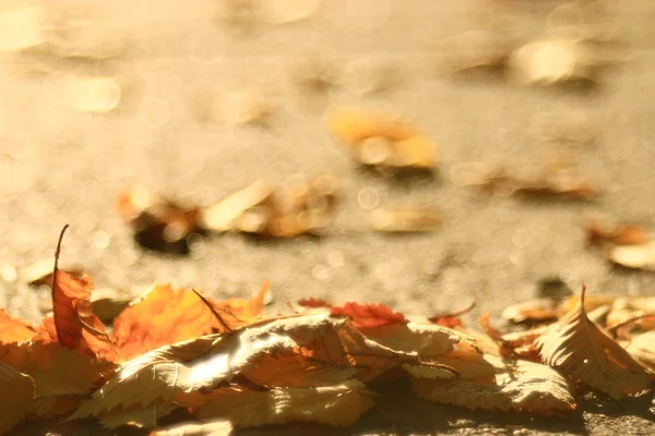 Spadł żółty autumn odchodzi — Zdjęcie stockowe