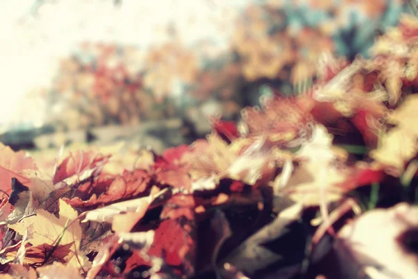 秋葉黄色の木 — ストック写真