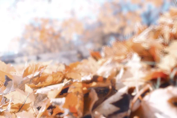 Fundo desfocado folhas de outono — Fotografia de Stock