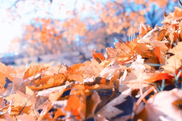 Textura de fundo de folhas amarelas — Fotografia de Stock