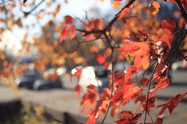 Landscape in  city park — Stock Photo, Image