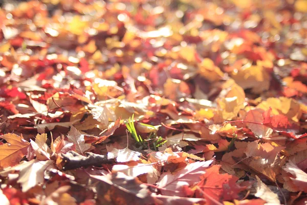 Texture di foglie gialle — Foto Stock