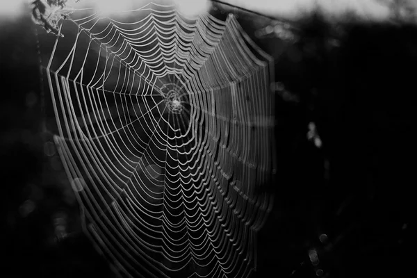 Spinnwebstau im Wald — Stockfoto