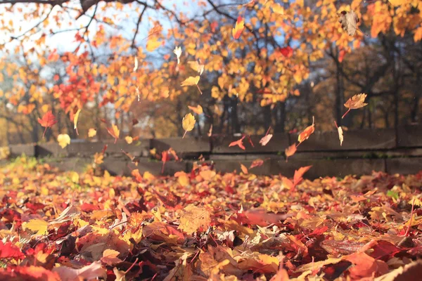 Otoño hoja caída en un parque de la ciudad —  Fotos de Stock