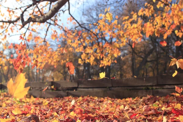 Paysage d'automne dans la nature — Photo