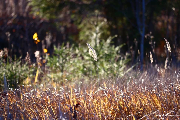 Droog gras herfst achtergrond — Stockfoto