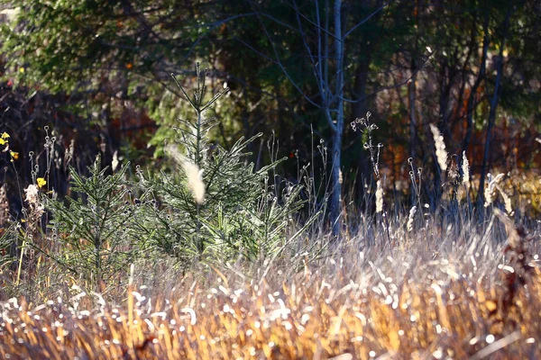 乾いた草秋の背景 — ストック写真