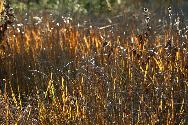 Текстура осінь трави — стокове фото