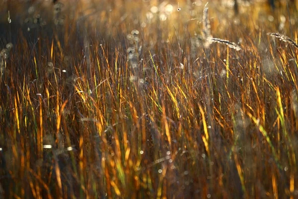 Textura outono grama — Fotografia de Stock