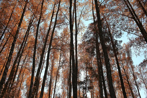 Autumn park landscape — Stock Photo, Image