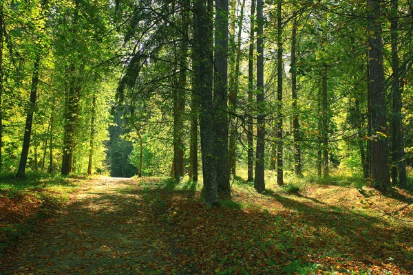 Autumn park landscape — Stock Photo, Image