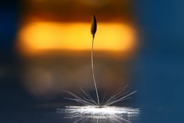 Latar belakang musim gugur dengan benih dandelion — Stok Foto