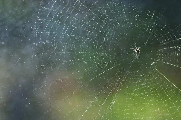 Cobweb dew in the forest — Stock Photo, Image