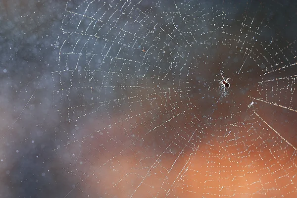 Web in het bos — Stockfoto