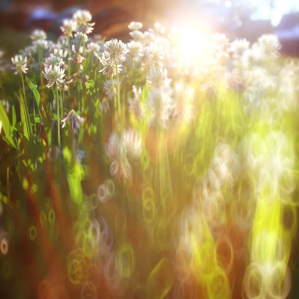 背景の花太陽光線 — ストック写真