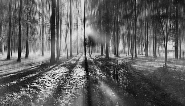 Paesaggio offuscata foresta autunnale — Foto Stock