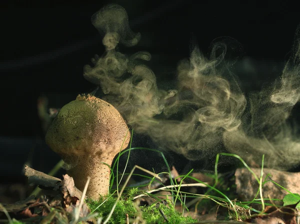 Unusual mushroom in forest — Stock Image Unusual mushroom in forest Royalty Free Stock Photos