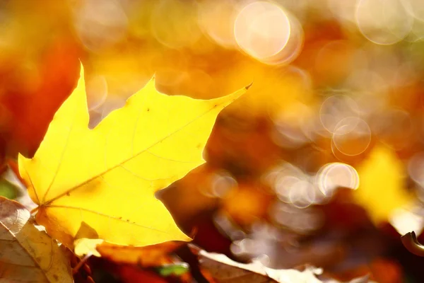 Background texture of yellow leaves Royalty Free Stock Images