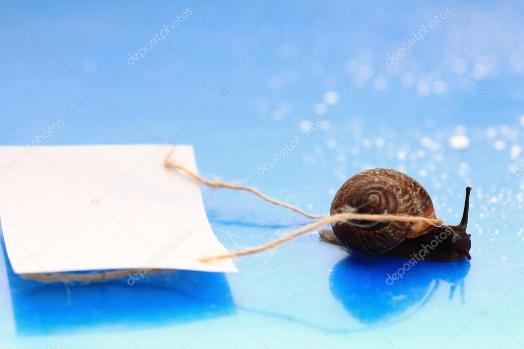 snail macro on blue surface