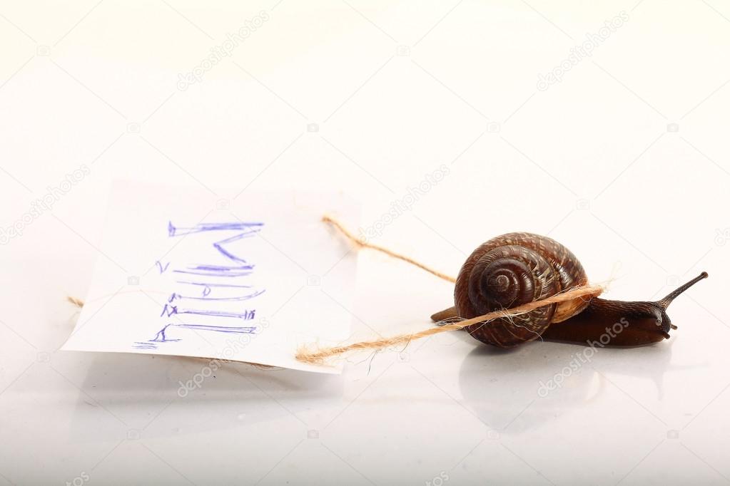 snail macro on light surface