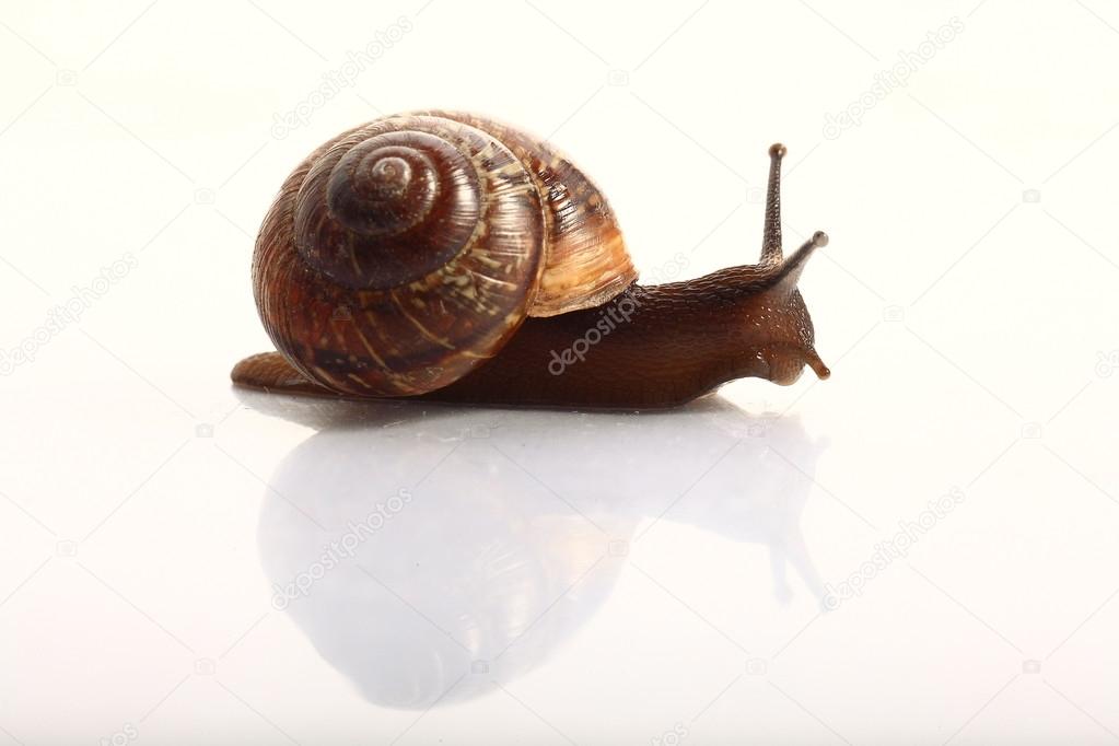 snail macro on wet surface