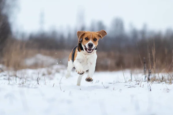 Side view of Beagle dog in winter, in a meadow running through the snow field and looking at camera.