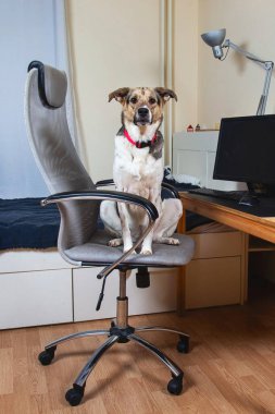 Kırmızı yakalı sevimli melez köpek bilgisayar koltuğunda oturup modern apartmandaki kameraya bakıyor.