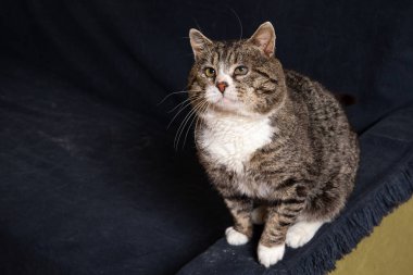 Güçlü melez kedi, kanepeye oturmuş mavi battaniyeyle.