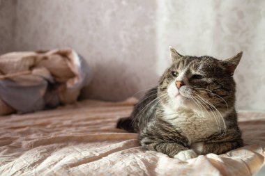 Tembel ve yaşlı tekir kedinin yan görünüşü Evde bir yatakta kal