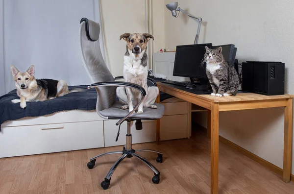 Curious attentive mongrel in computer chair, cute young shepherd lying on bed dogs and old tabby cat sitting on wooden table. Animals having rest in modern apartment