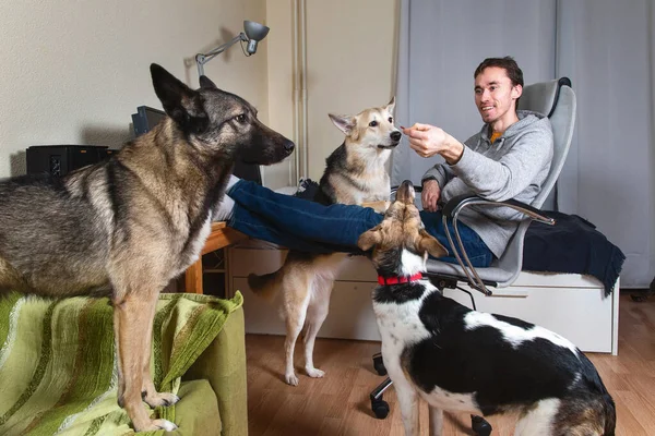 Foto de Inglês Cão Pastor Raças Mistas e mais fotos de stock de 2015 -  2015, Animal, Animal de estimação - iStock