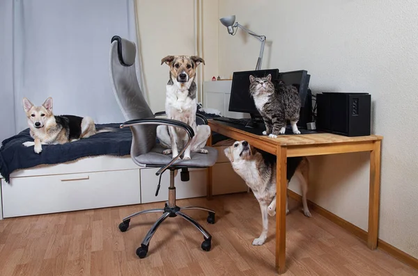 Curious attentive mongrel in computer chair, mixed breed husky under the table, cute young shepherd lying on bed dogs and old tabby cat sitting on wooden table. Animals having rest in modern apartment