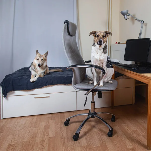 Aranyos Kutyák Pásztor Feküdt Ágyon Nyugodt Korcs Számítógépes Szék Figyelmes — Stock Fotó