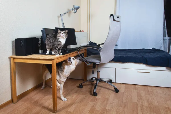 Curioso Perro Mestizo Atento Pie Suelo Viejo Gato Tabby Sentado —  Fotos de Stock