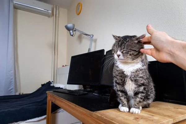 Crop Hand Person Stroking Head Happy Relaxed Fluffy Tabby Cat — Stock Photo, Image