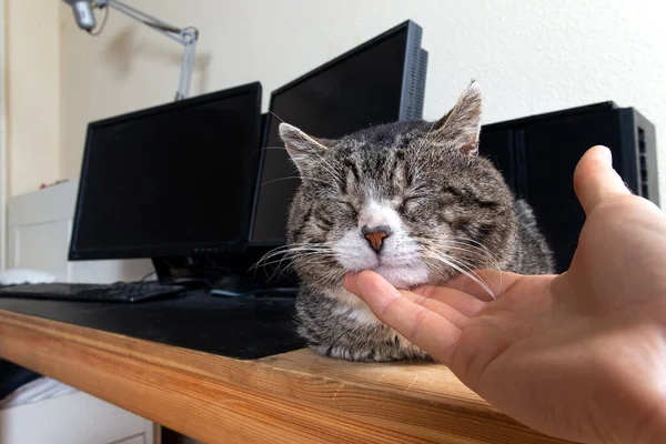 Crop Hand Person Stroking Head Happy Relaxed Fluffy Tabby Cat — Stock Photo, Image