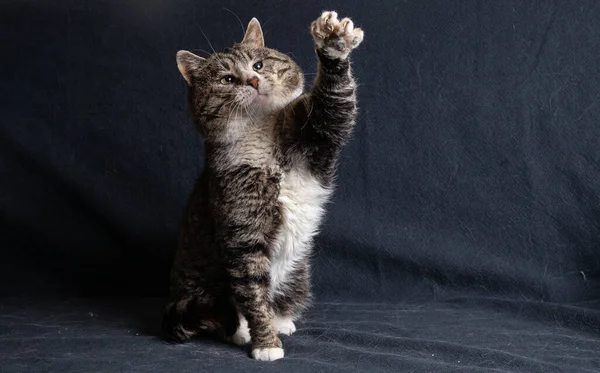 Neşeli Yaşlı Tekir Kedi Mavi Arka Planda Yatıyor — Stok fotoğraf