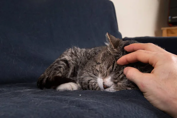 Faceless male owner patting cute elderly gray cat with closed eyes lying on sofa covered blue blanket