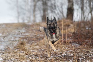 Mutlu, gri, melez çoban köpeğinin kışın kırlarda hızla koşuşunun yan görüntüsü.