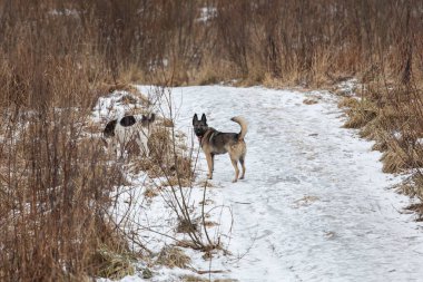 Çayırda dikilip, kışın kameraya bakan gri renkli, melez çoban köpeğine bakıyorum.