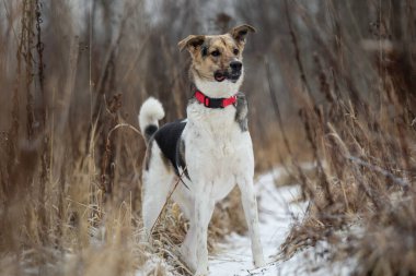 Mutlu siyah ve beyaz melez çoban köpeği kış çayırında çimlerin üzerinde duruyor.