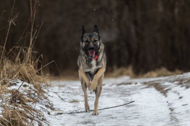 Mutlu, gri, melez çoban köpeğinin kışın kırlarda hızla koşuşunun yan görüntüsü.